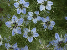 Load image into Gallery viewer, Black Cumin Seeds - Nigella sativa Seeds - Culinary Plant - Multiple Quantities