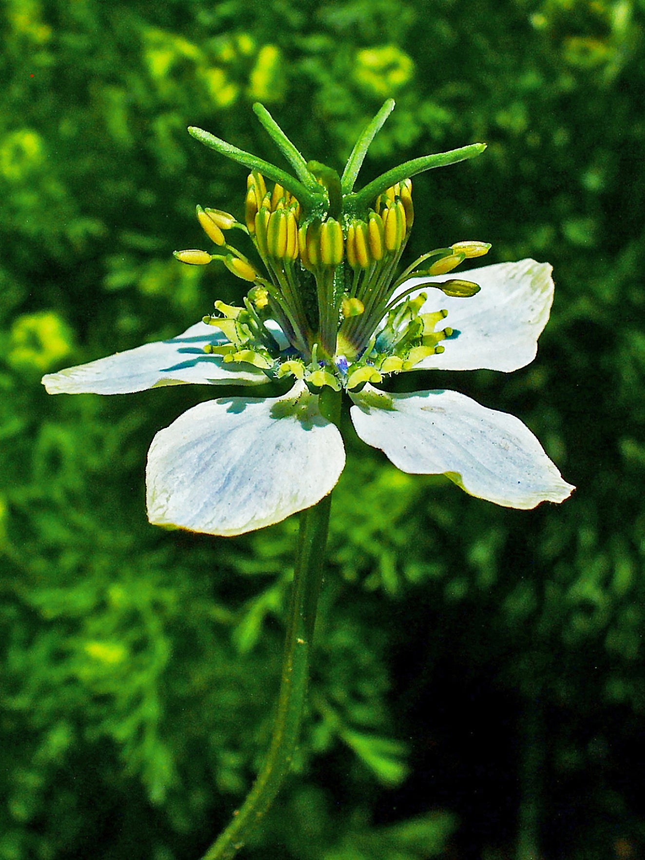 black seed plants Black Cumin Seeds - Nigella sativa Seeds - Culinary Plant - Multiple Quantities