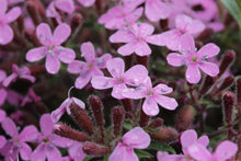 Load image into Gallery viewer, Soapwort Seeds - Saponaria ocymoides Seeds - Beautiful Flowers!