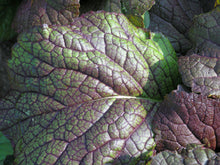 Load image into Gallery viewer, Red Giant Mustard Seeds - Non-GMO Heirloom Mustard - Bulk Seed