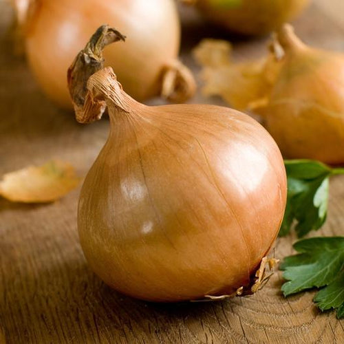 1000 Texas Early Grano Onion Seed - Heirloom Non-GMO Onion Seeds - FAST Growing!