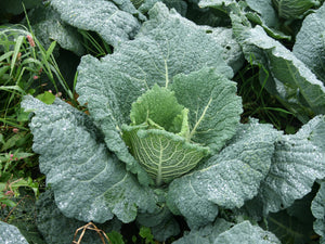 500 Savoy Cabbage Seeds - Heirloom Non-GMO Cabbage Seeds