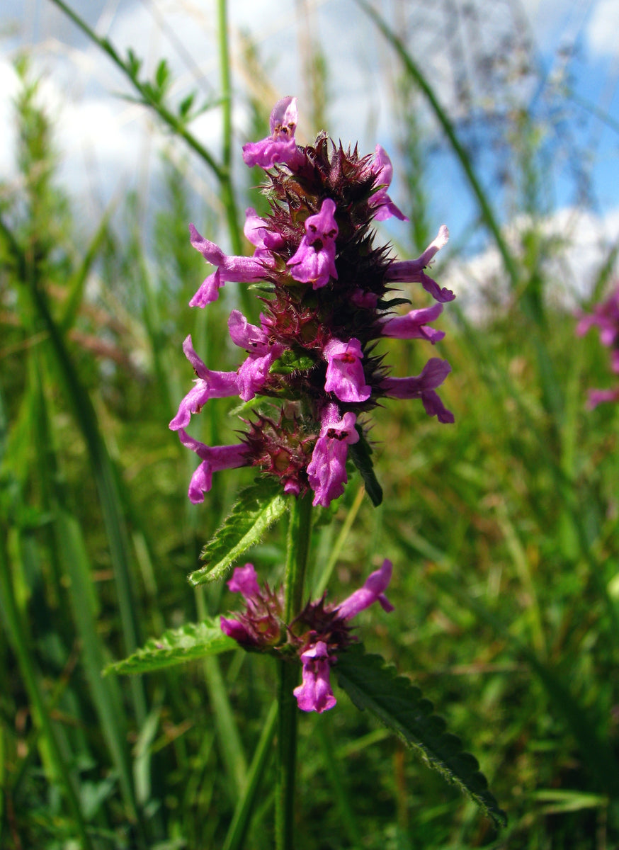 Betony Seeds - Stachys officinalis Seeds - Multiple Quantities – O ...