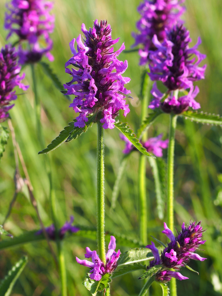 Betony Seeds - Stachys officinalis Seeds - Multiple Quantities – O ...