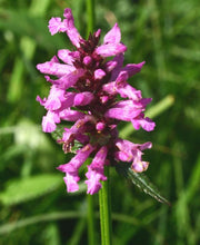Load image into Gallery viewer, Betony Seeds - Stachys officinalis Seeds - Multiple Quantities