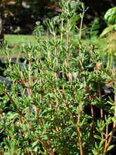 Load image into Gallery viewer, Garden Thyme Seeds - Thymus vulgaris Seeds - Culinary Herb