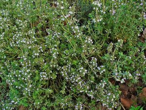 Garden Thyme Seeds - Thymus vulgaris Seeds - Culinary Herb