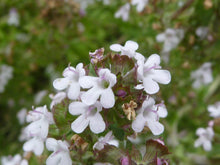 Load image into Gallery viewer, Garden Thyme Seeds - Thymus vulgaris Seeds - Culinary Herb