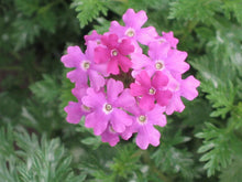 Load image into Gallery viewer, 500 Moss Verbena Seeds - Verbena tenuisecta Seeds