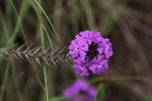Load image into Gallery viewer, 500 Moss Verbena Seeds - Verbena tenuisecta Seeds