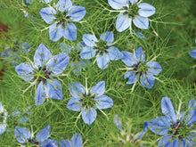 Load image into Gallery viewer, Black Cumin Seeds - Nigella sativa Seeds - Culinary Plant - Multiple Quantities