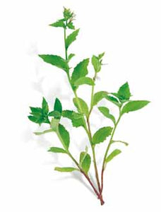 Indian Tobacco Seeds - Lobelia inflata Seeds - Multiple Quantities