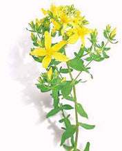 Load image into Gallery viewer, St. Johns Wort Seeds - Hypericum perforatum Seeds - Multiple Quantities
