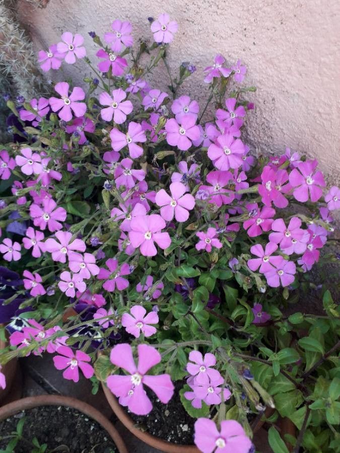 planting soapwort seeds Soapwort Seeds - Saponaria ocymoides Seeds - Beautiful Flowers!