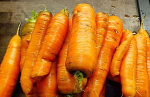 450 Danvers Carrot Seeds - Non-GMO Heirloom Carrot Seeds