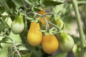 Yellow Pear Tomato Seeds - Non-GMO Heirloom Tomato - Bulk Seed