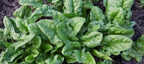 250 Viroflay Spinach Spinach Seeds - Non-GMO - Heirloom Spinach