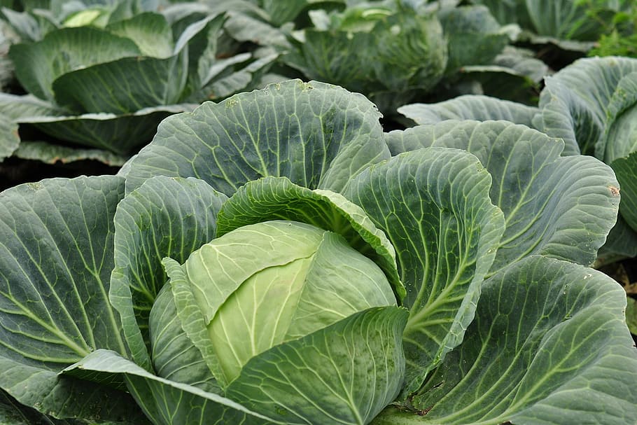 500 Brunswick Cabbage Seeds - Heirloom Non-GMO Cabbage Seeds