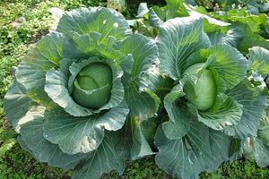 500 Copenhagen Market Early Cabbage Seeds - Heirloom Non-GMO Cabbage Seeds