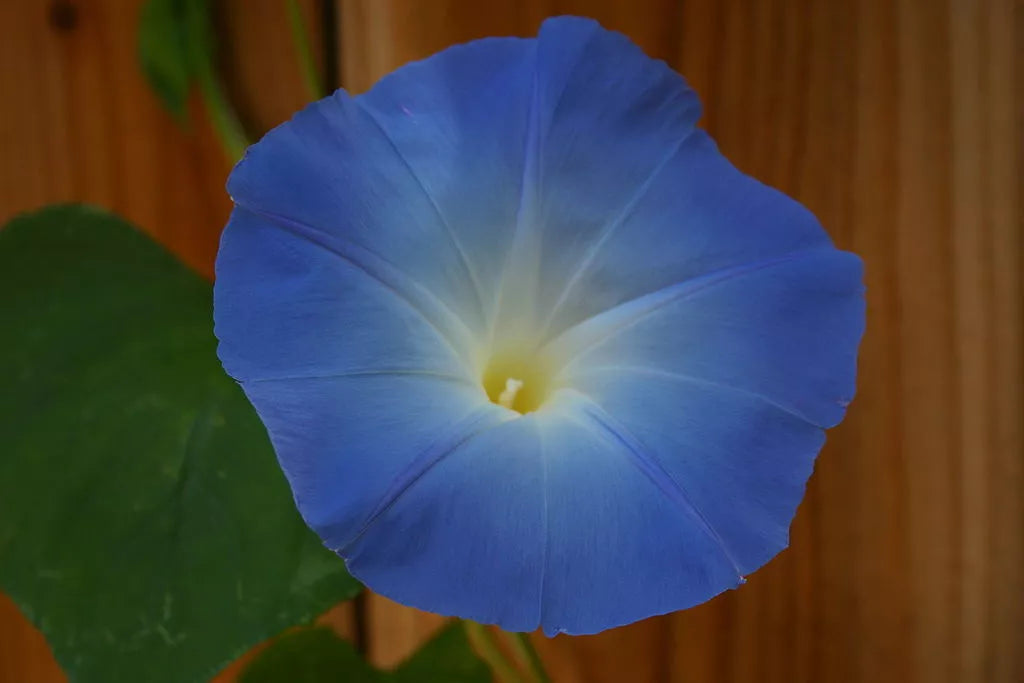 Morning Glory (Ipomoea tricolor) Seeds