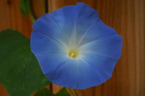 Untreated Morning Glory Seeds - Untreated Ipomoea Tricolor