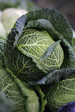 Load image into Gallery viewer, 500 Savoy Cabbage Seeds - Heirloom Non-GMO Cabbage Seeds
