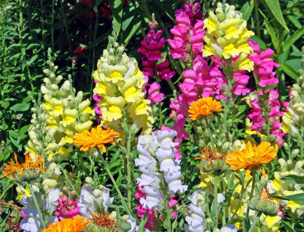 Fairy Bouquet Mixed Snapdragon Seeds - Beautiful Flowers - Multiple Quantities