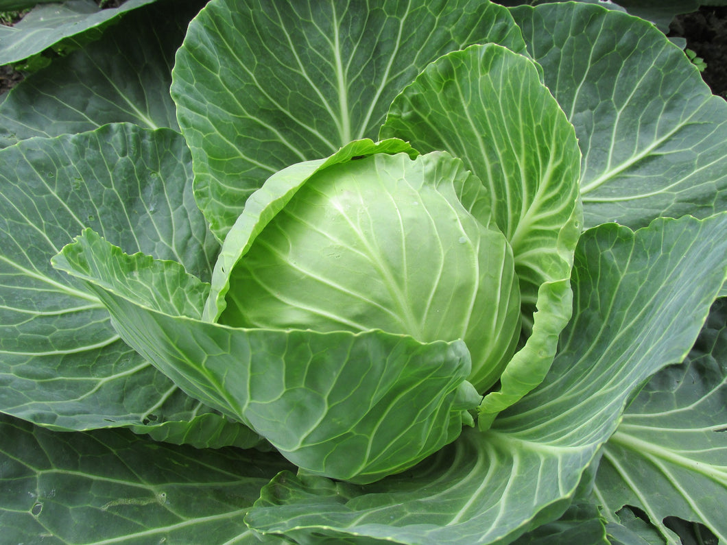 1,000 Golden Acre Cabbage Seeds - Bulk Seed - Heirloom Non-GMO Cabbage Seeds