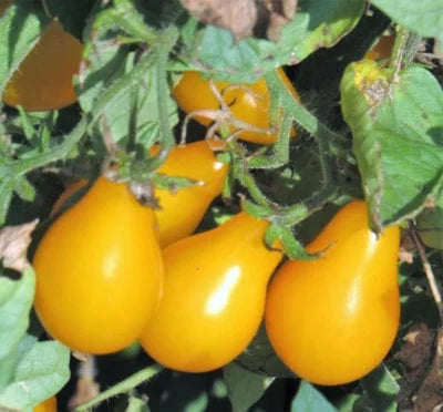Yellow Pear Tomato Seeds - Non-GMO Heirloom Tomato - Bulk Seed
