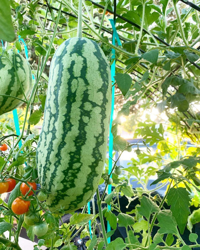 50 Jubilee Watermelon Seeds