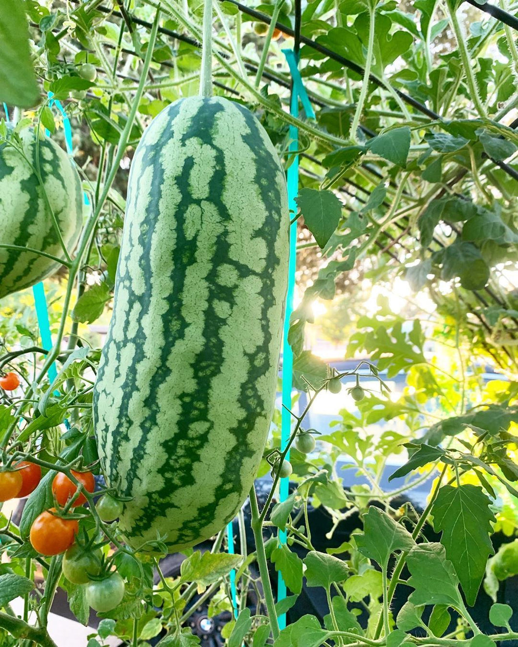 planting jubilee watermelon seeds 50 Jubilee Watermelon Seeds - Heat & Humidity Resistant