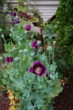 Load image into Gallery viewer, 500 Lauren’s Grape Poppy Seeds - Beautiful Pods and Non-GMO Flower