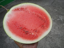 Load image into Gallery viewer, 50 Sugar Baby Watermelon Seeds