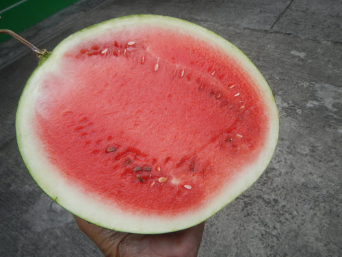 50 Sugar Baby Watermelon Seeds