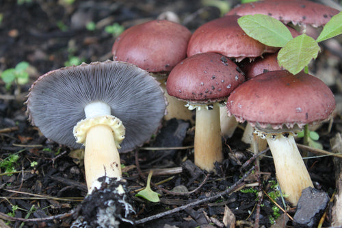 Gourmet Winecap Mushroom Liquid Culture Syringe (Stropharia rugosoannulata)