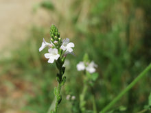 Load image into Gallery viewer, 100 True Vervain Seeds - Verbena officinalis Seeds