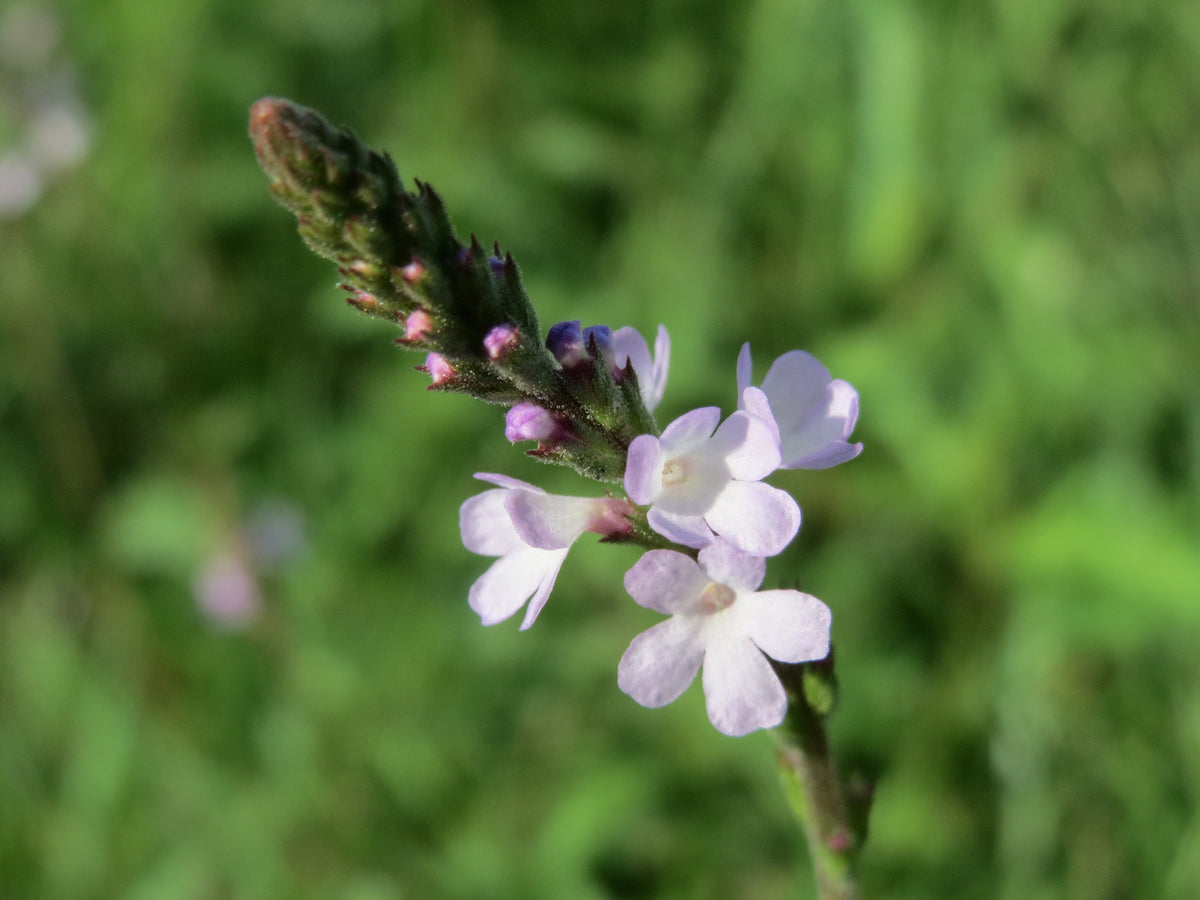100 True Vervain Seeds - Verbena officinalis - Medicinal Herb and ...
