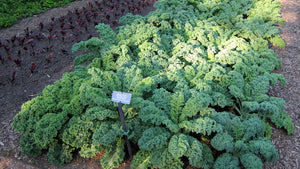 2,000 Kale Seeds - Dwarf Blue Curled - Dwarf Blue Scotch