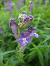 Load image into Gallery viewer, 250 Scutellaria baicalensis Seeds - Baikal Scullcap Seeds