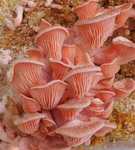 Load image into Gallery viewer, Gourmet Pink Oyster Mushroom Liquid Culture Syringe (Pleurotus djamor) 12cc