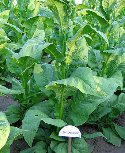 Cherry Red 401 Tobacco Seeds - Nicotiana Tabacum