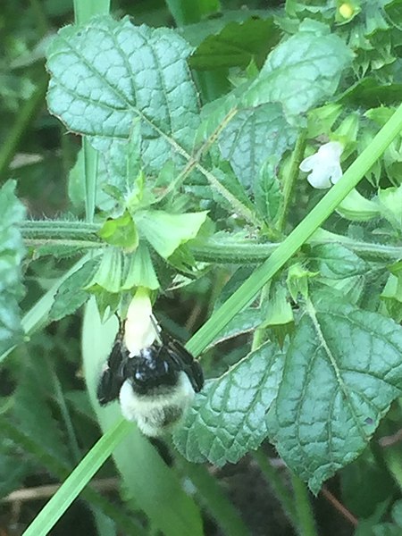 melissa plant seeds 500 Lemon Balm Seeds - Melissa officinalis Seeds - Medicinal Herb