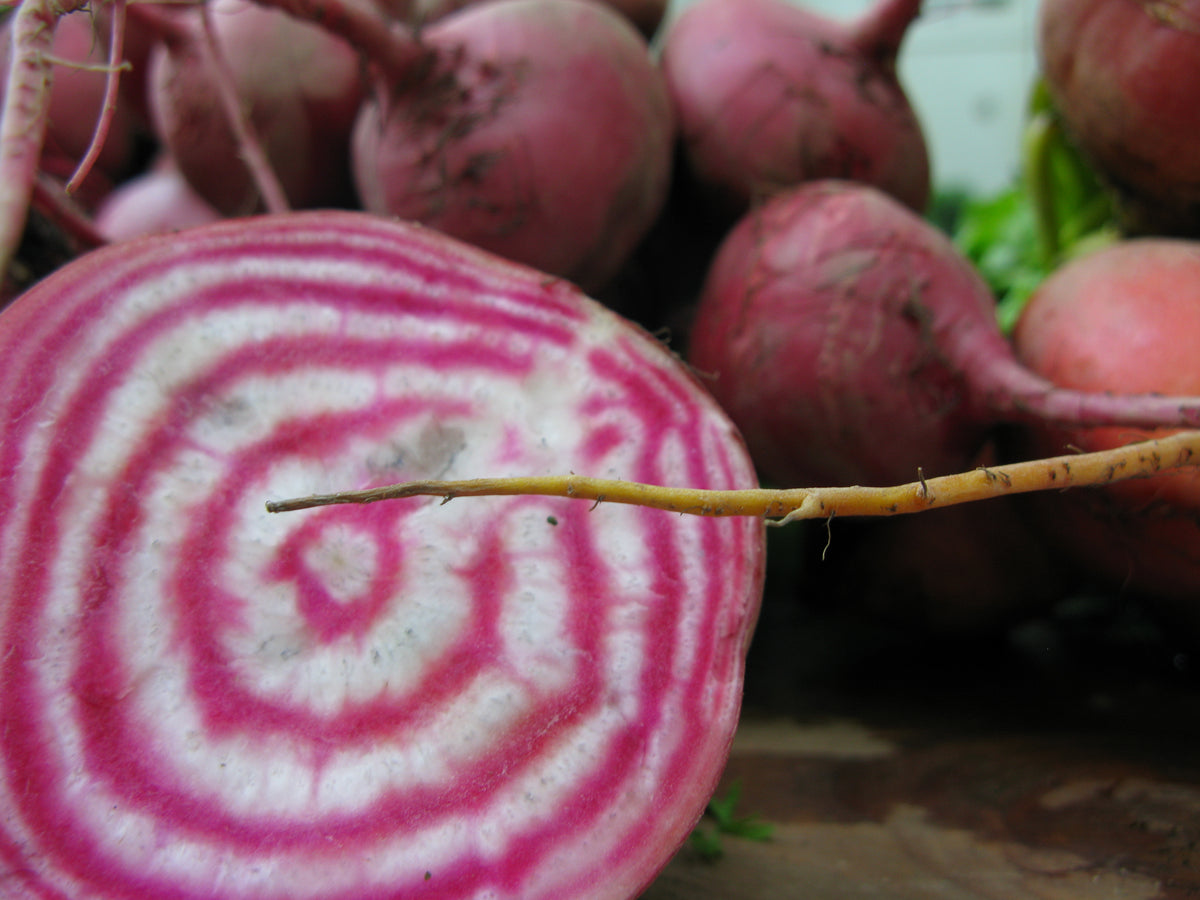 500 Chioggia Beet Seeds- Non-GMO Heirloom Beet- Sweet Variety Beet – O ...