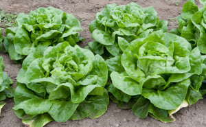 1,500 Buttercrunch Lettuce Seeds