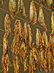 Connecticut Broadleaf  Tobacco Seeds - Nicotiana Tabacum