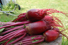 Load image into Gallery viewer, 100 Red Mammoth Fodder Beet Seeds