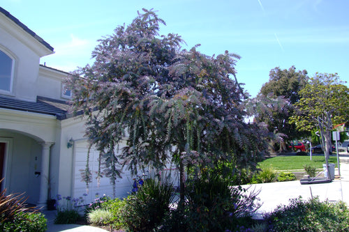 15 Acacia Baileyana var purpurea Seeds - Cootamundra Tree