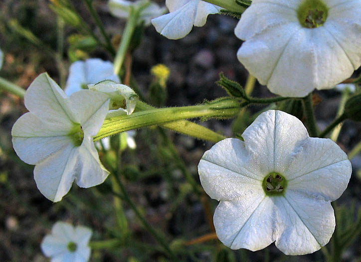 Nicotiana acuminata var. multiflora Tobacco Seeds