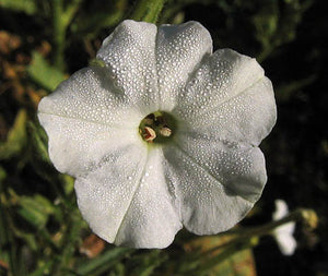 Nicotiana acuminata var. multiflora Tobacco Seeds