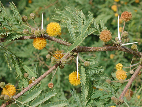 35 Acacia Farnesiana Mimosa ~ Sweet Acacia ~ Mealy Wattle ~ Needle Bush
